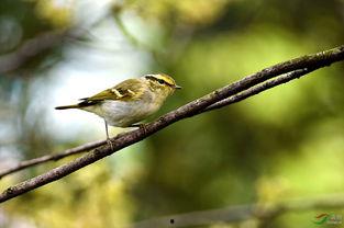 柳莺鸟叫视频,自然之美尽收眼底
