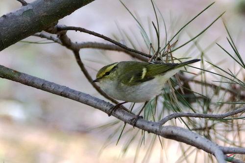 柳莺鸟叫视频,自然之美尽收眼底