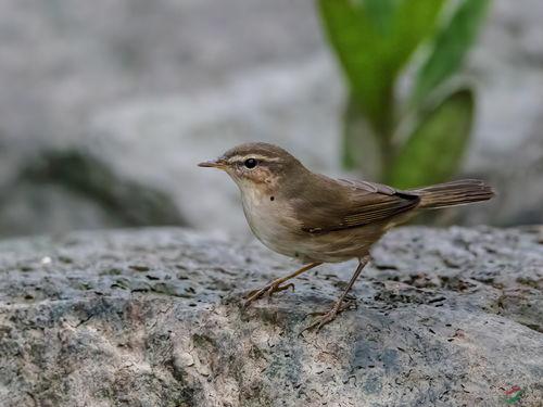 柳莺鸟叫视频,自然之美尽收眼底