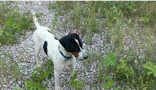 太仓犬打猎视频,猎场上的灵动猎犬风采