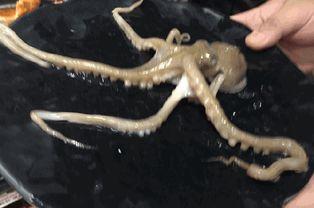 活吃章鱼的视频,活吃章鱼现场直击