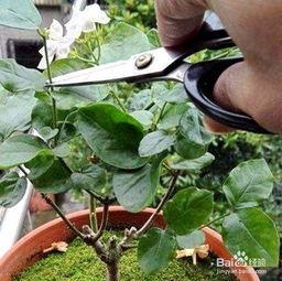 茉莉怎么修剪视频,视频教程详解