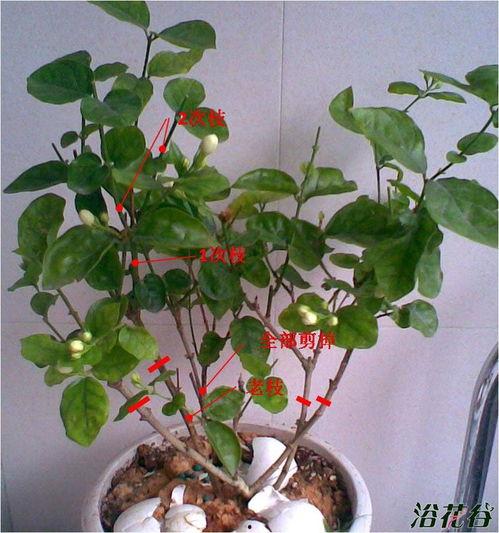茉莉怎么修剪视频,视频教程详解