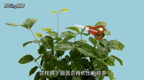 茉莉怎么修剪视频,视频教程详解