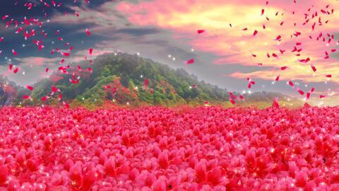 映山红独舞视频,舞动山野的美丽传奇